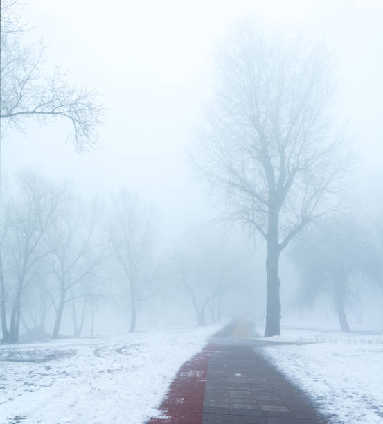 istock Park bench and trees in the fog 1205480569