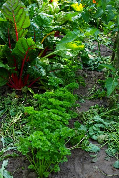 istock Parsley and chard in a bed, urban garden 1205481026