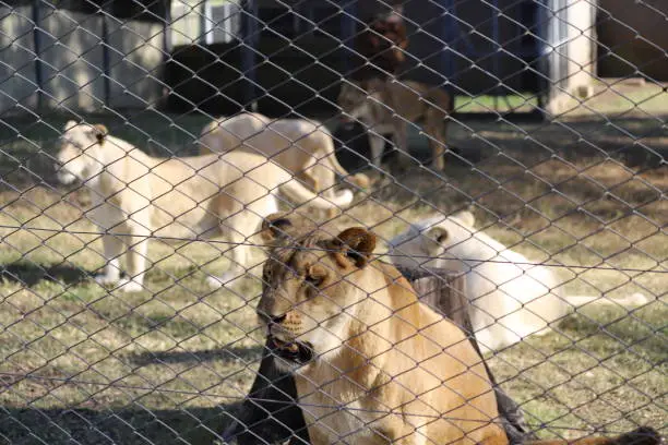 Photo of Lioness behind a wire mesh fence.