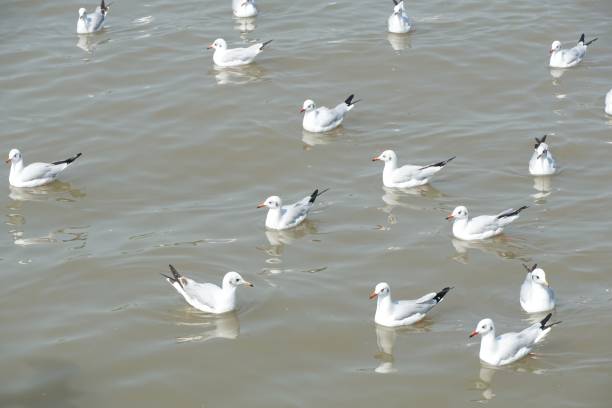 istock seagull in Bang Pu sea, Thailand 1205482574