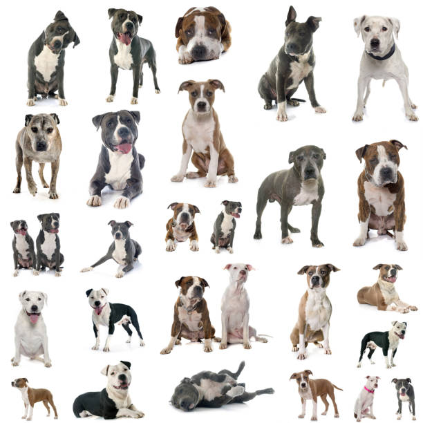 istock american staffordshire terriers 1205482757