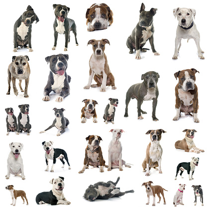 american staffordshire terriers in front of white background