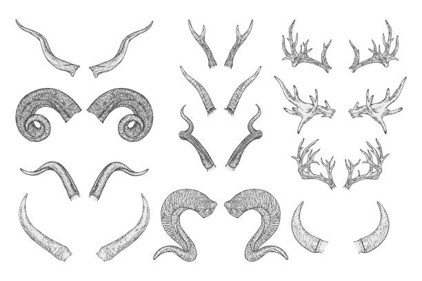 wektorowy zestaw ręcznie rysowanych rogów zwierząt na białym tle. - ox tail stock illustrations
