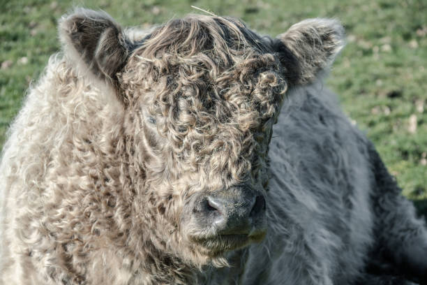 Curly-haired cow resting in her meadow
