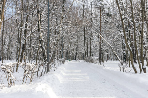 istock Beautiful winter forest in the winter sunlight. 1205484200