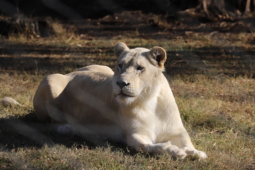 White Lioness behind a wire mesh fence.