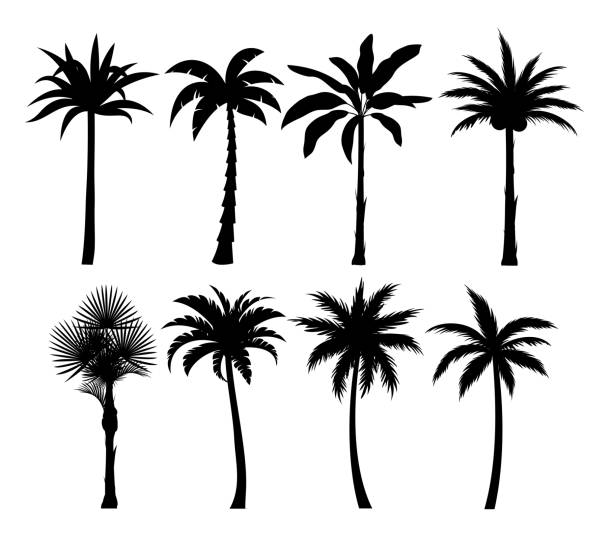 palmy sylwetki ilustracje wektorowe zestaw - palm tree stock illustrations