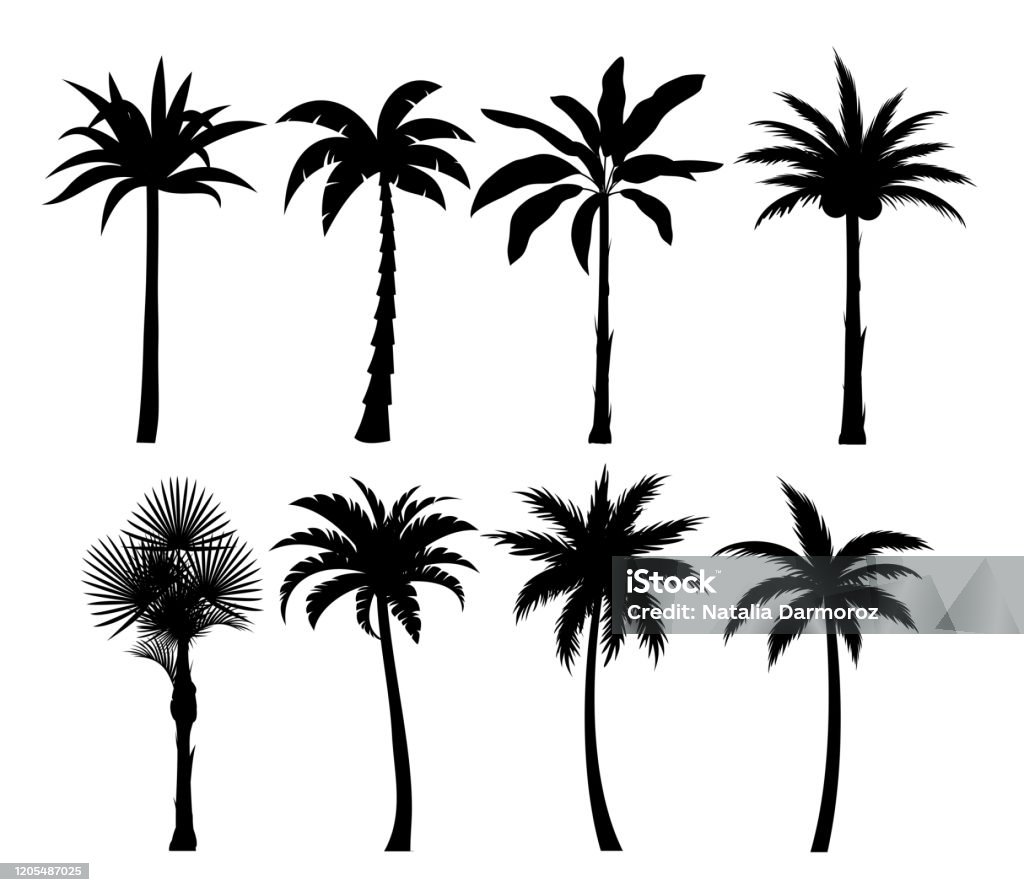 Silhuetas de palmeiras conjunto ilustrações vetoriais - Vetor de Palmeira royalty-free