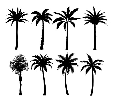 Palm trees silhouettes vector illustrations set. Exotic plants black simple isolated design elements pack. Leaves and trunks shapes collection on white background. Tropical coconut palms