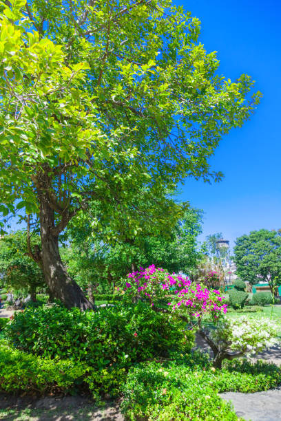 istock Beautiful garden in Phuket 1205487948