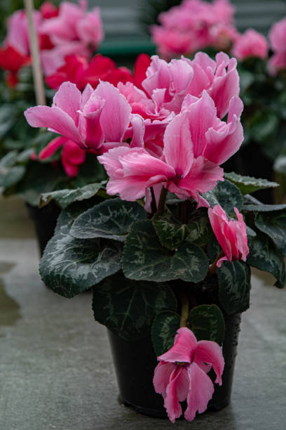 Plantas En Maceta Con Primer Plano De Flores Rosas Planta De Flores En Maceta Oscura Texturas Pétalos Naturales Exuberantes De Primavera Telón De Fondo Floral Foto de stock y más banco de Plantas En Maceta Con Primer Plano De Flores Rosas Planta De Flores En Maceta Oscura Texturas Pétalos Naturales Exuberantes De Primavera Telón De Fondo Floral Foto de stock y más banco de