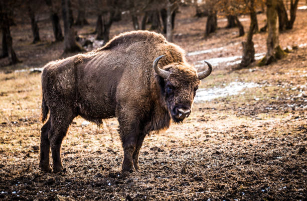 istock Bison grazing in the wild looking at camera 1205489465
