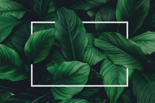 istock Square frame, Creative layout made of tropical flowers and leaves with paper card note. Flat lay. Blank for advertising card or invitation. Flat lay. Nature concept. 1205489506