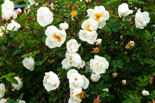 istock White flowers of wild roses 1205489531
