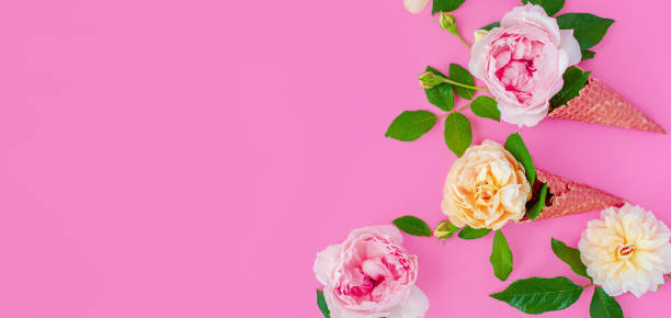 istock Close up of pink peony on pink background. 1205490559