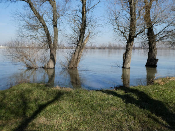 High water level of the river Danube and flooded trees with shadows