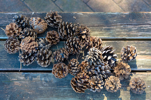 Pine cones on a wooden bench in a park.