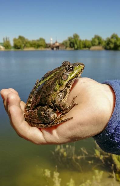 istock Frog in the palm of a man 1205491025