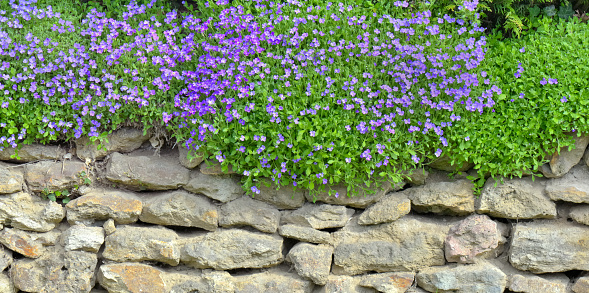 purple flowers of aubretia blooming and covered a stone wall of a garden
