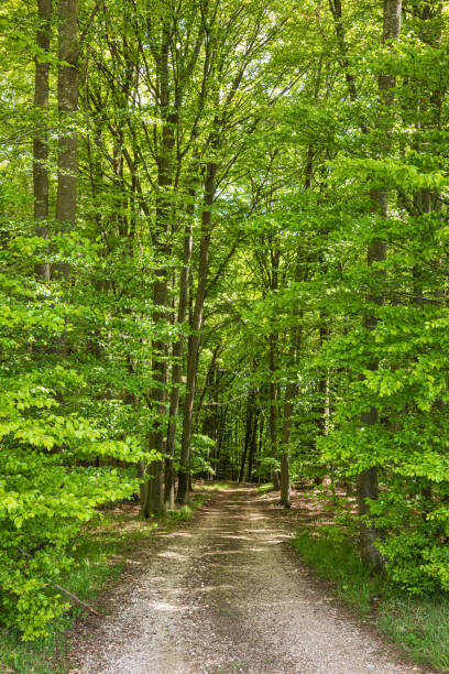 istock Dirt road through greenery in Bavaria Germany 1205492084
