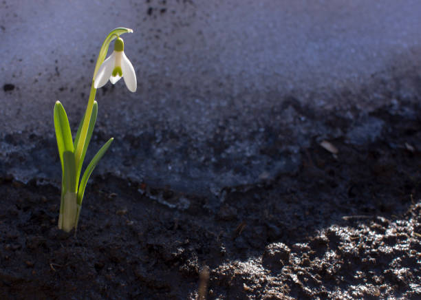 istock First flowers. Spring snowdrops flowers in the snow 1205496107