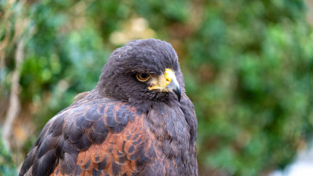 istock Black and brown Hawk observing surroundings 1205497498