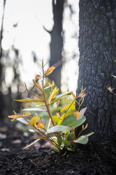 crescimento de incêndios florestais de mata queimada - regrow - fotografias e filmes do acervo