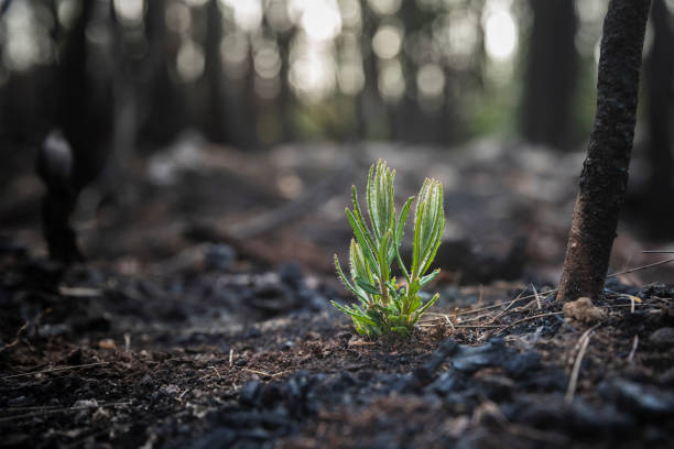 buschfeuer-nachwachsen aus verbranntem busch - burned tree stock-fotos und bilder