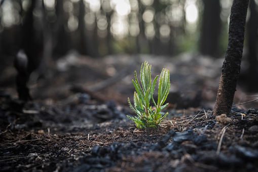 Bushfire regrowth from burnt bush in Australia