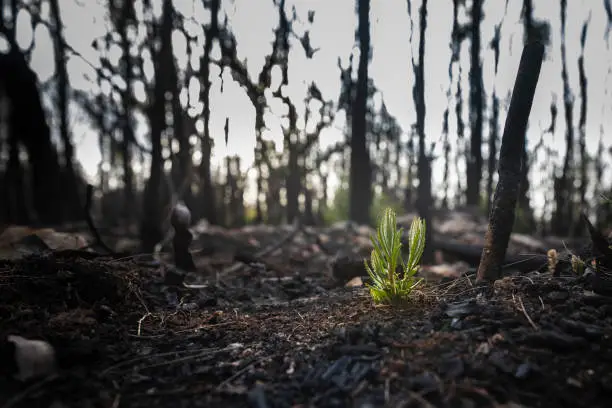 Bushfire regrowth from burnt bush in Australia