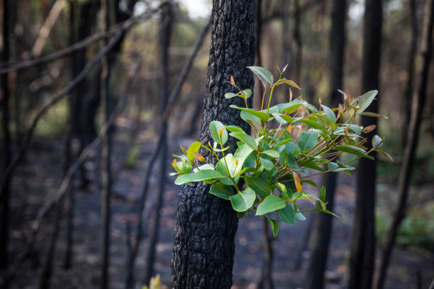 crescimento de incêndios florestais de mata queimada - regrow - fotografias e filmes do acervo