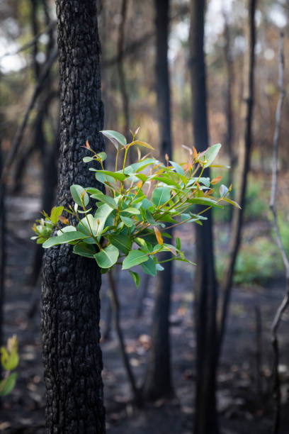 crescimento de incêndios florestais de mata queimada - regrow - fotografias e filmes do acervo