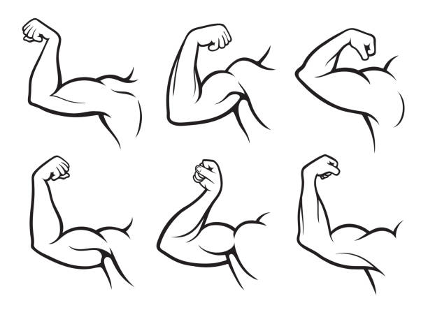 ilustrações, clipart, desenhos animados e ícones de conjunto de braços dobrados com bíceps, músculos ou partes musculares do corpo - bicep