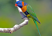 red-collared-lorikeets-socialize-in-northern-territory.jpg?b=1&s=170x170&k=20&c=16gjSOckSFFlTmb0XxrFvnKp5lvDy-x3EkpVtWilV1I=