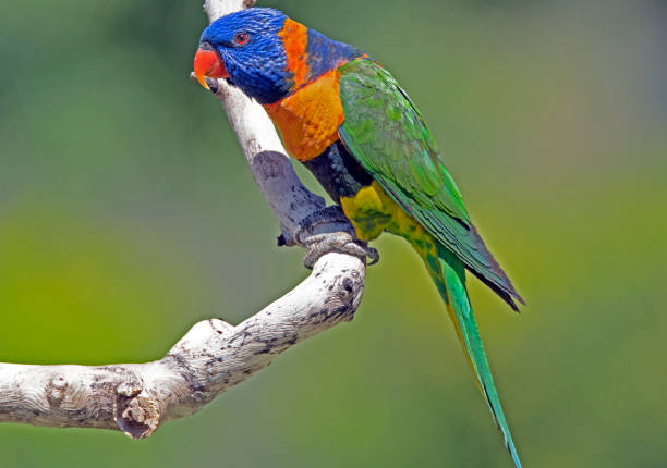 Red Collared Lorikeets Socialize in northern Territory stock photo