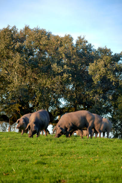 istock 100% iberian pigs in the meadow 1205500902