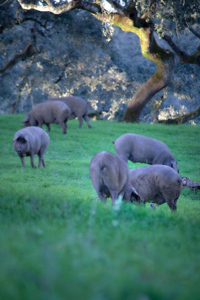 Black pigs in a farm in Yunnan China