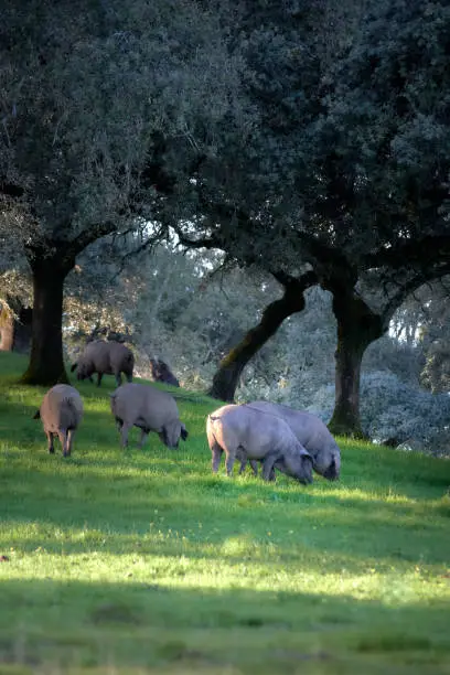 100% iberian pigs in the meadow