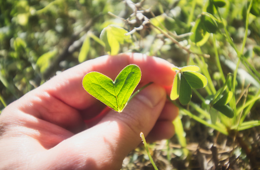 Close up of a hand holding a green heart-shaped leaf in a bright sunny meadow