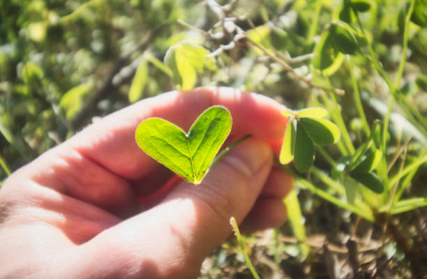 рука, держащая зеленый лист в форме сердца на ярком солнечном лугу - garden love стоковые фото и изображения