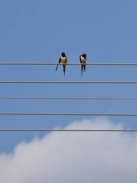 istock Two swallows on the wire like notes on the sheet music 1205502926