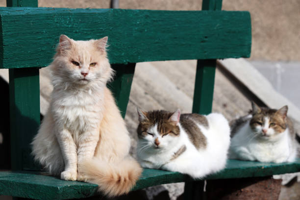 istock Three cats sitting on a wooden bench 1205503518