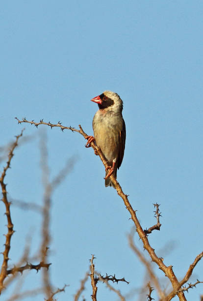 Red-billed Quelea Red-billed Quelea (Quelea quelea lathamii) adult male perched on twig"n"nNamaqualand, South Africa               November red billed quelea stock pictures, royalty-free photos & images
