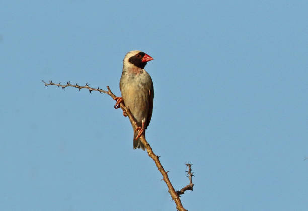Red-billed Quelea Red-billed Quelea (Quelea quelea lathamii) adult male perched on twig"n"nNamaqualand, South Africa               November red billed quelea stock pictures, royalty-free photos & images