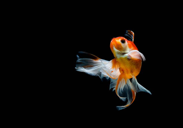 istock goldfish isolated on a dark black background 1205505358
