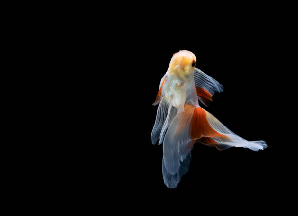 istock goldfish isolated on a dark black background 1205505359