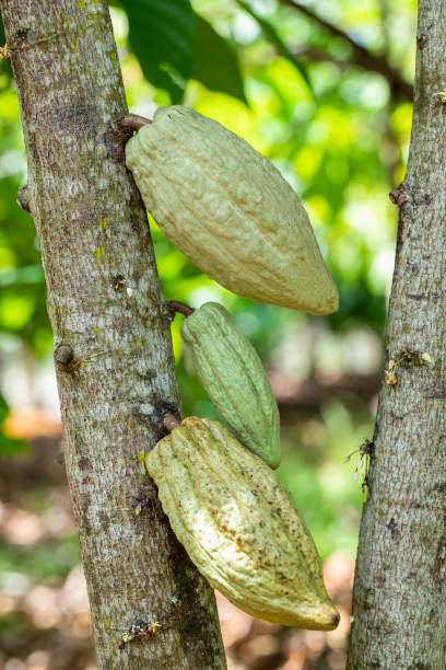 istock Cacao Tree (Theobroma cacao). Organic cocoa fruit pods in nature. 1205505508
