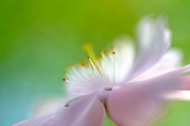 istock Anemone flowers in bloom 1205505589
