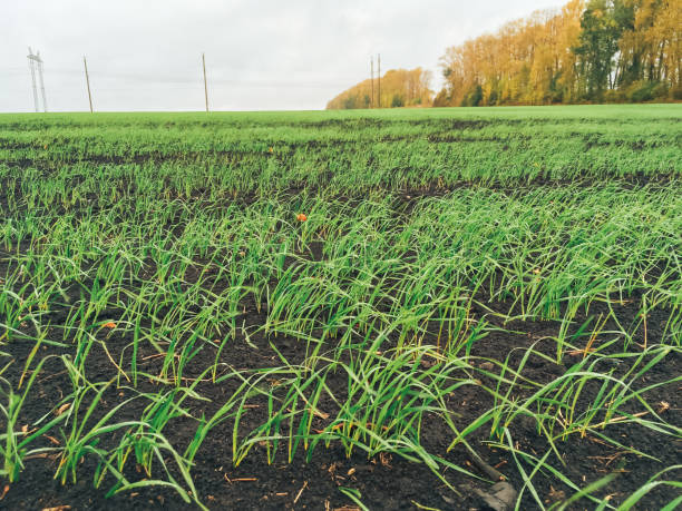 istock Large field with young green grass in cloudy weather 1205506003