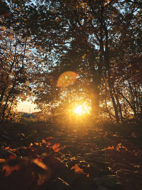 istock beautiful autumn landscape with the setting sun 1205506054